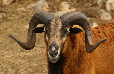 Barbado Sheep 01.jpg
