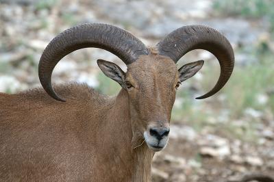 Barbary Sheep 01.jpg