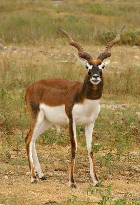 Blackbuck 01.jpg