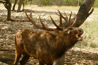 Bugling Elk.jpg