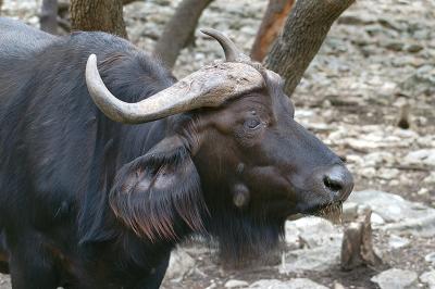 Cape Buffalo 01.jpg