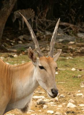 Eland 01.jpg