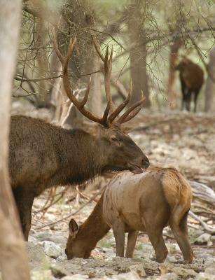 Elk 01.jpg