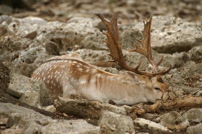 v3/45/598445/3/50844021.FallowDeer01.jpg