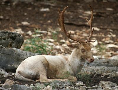 v3/45/598445/3/50844024.FallowDeer02.jpg