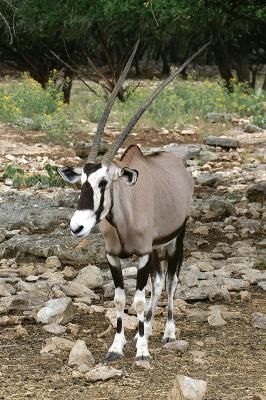 Gemsbok Oryx 01.jpg