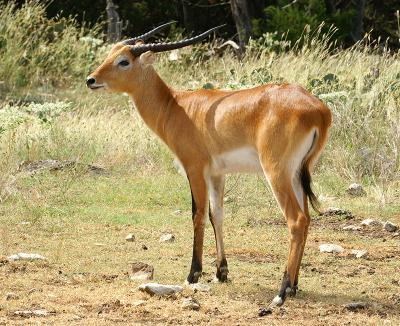 Red Lechwe 01.jpg