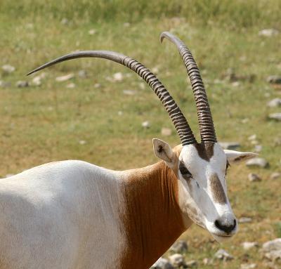Scimitar Oryx 01.jpg