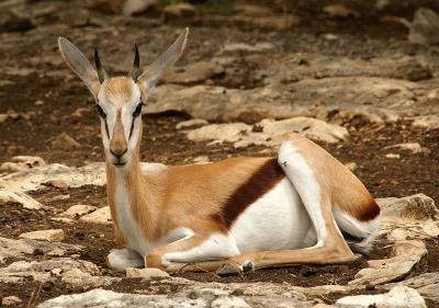 Springbok 01.jpg