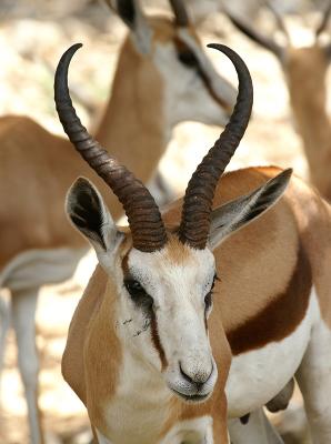 Springbok 02.jpg