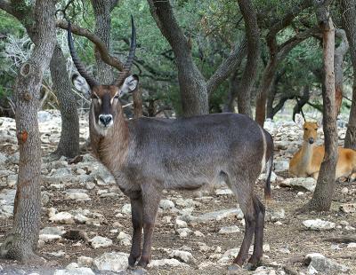 Waterbuck 02.jpg