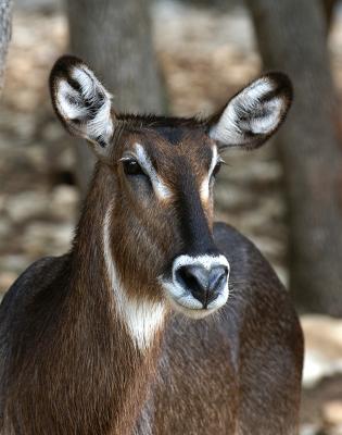 Waterbuck Doe.jpg