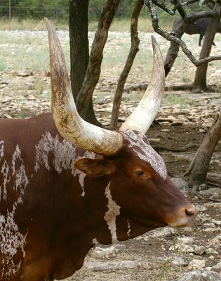 Watusi Cattle 01.jpg