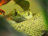 Eyelash Viper.jpg