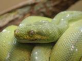 green tree python a.jpg