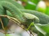 Green Tree Viper.jpg