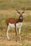 Blackbuck 01.jpg