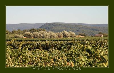 Vineyards and Olive trees