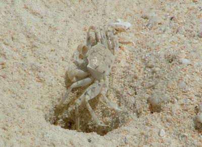 Ghost Crab