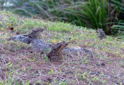 Killer frogs