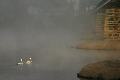 Swans in the Fog