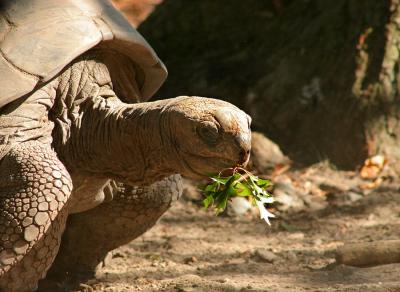 Galapagos Turtle and Snack