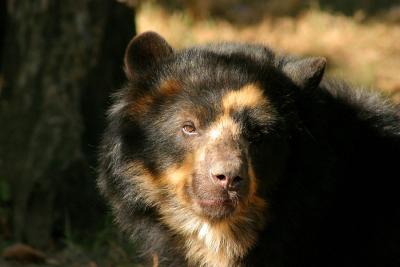Himalayan Sun Bear