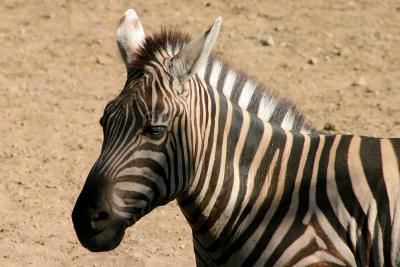 Friendly Zebra