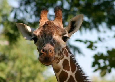 Inquisitive Giraffe