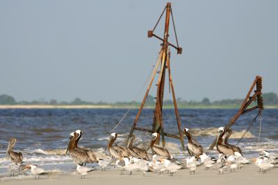 Shipwrecked birds