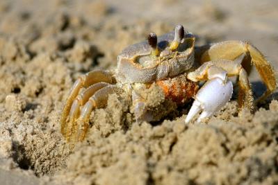 Hello Mr Crab
