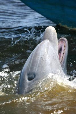 Dolphin teeth