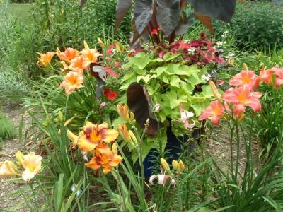 Great plant combinations