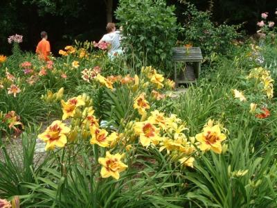 The scapes are hunky, the flowers large!