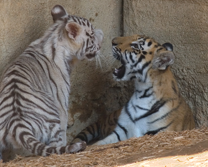 Cub Chat