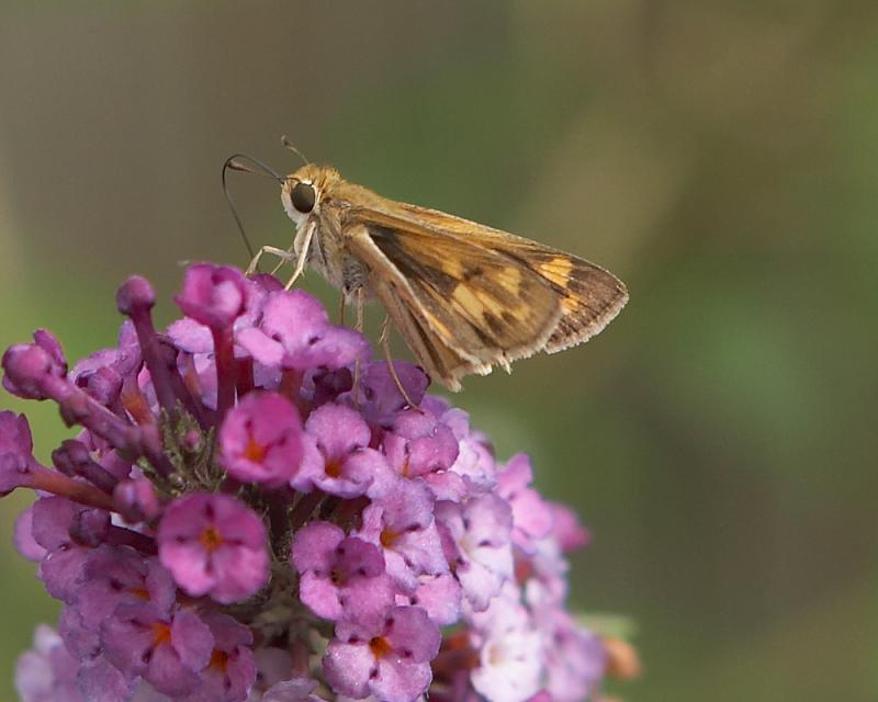 Skipper - 1