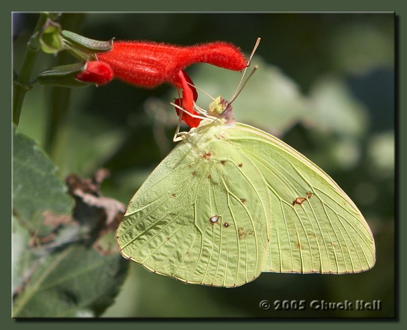 Cloudless Sulphur
