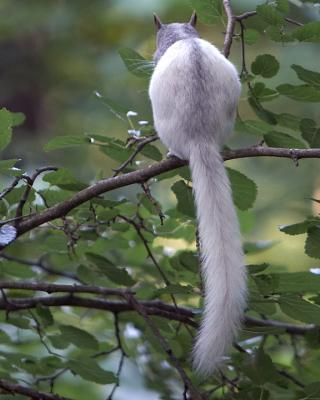 Resting