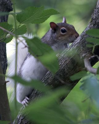 Sniff Sniff