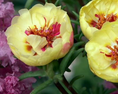 Yellow Portulaca