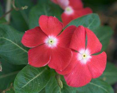 Red Periwinkle