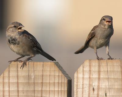 Disin' Over the Fence II