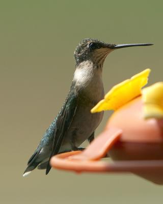Hummer - 1