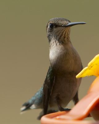 Hummer - 2