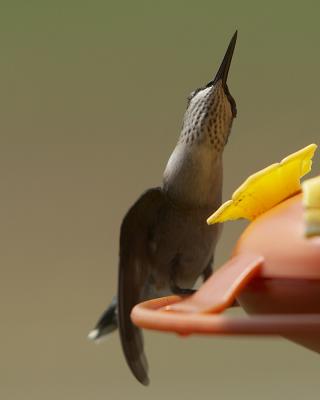 Hummer - 5
