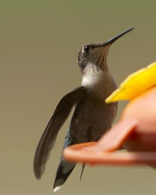 Hummer - 6