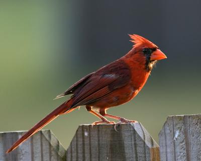 Cardinal