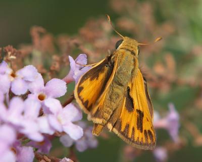 male Whirlabout Skipper - 1