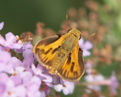 male Whirlabout Skipper - 2