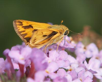 male Whirlabout Skipper - 4